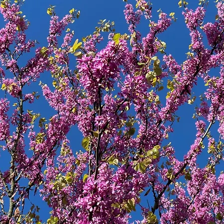 Les Vignobles D'alsace
