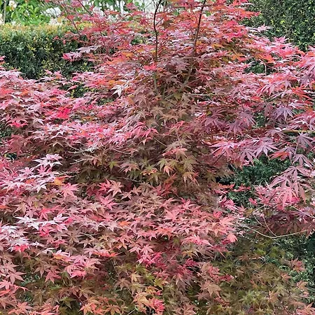 Les Vignobles D'alsace 4*