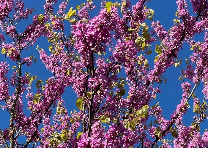 Les Vignobles D'alsace