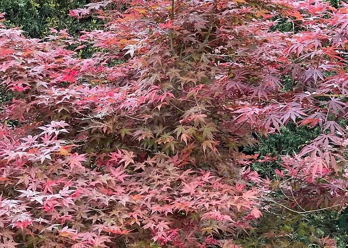 Les Vignobles D'alsace 4*